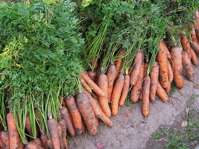 Как хранить морковь до нового урожая